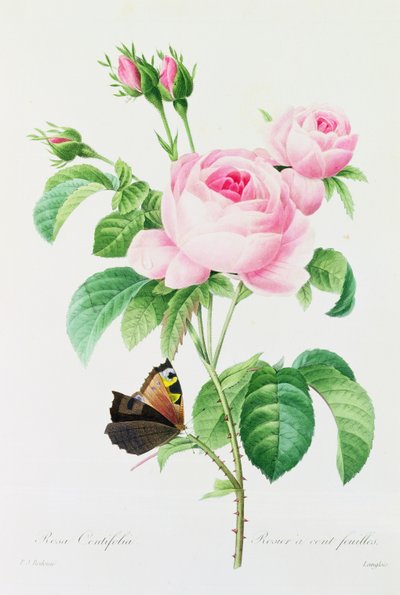 Rosa Centifolia von Pierre Joseph Redouté