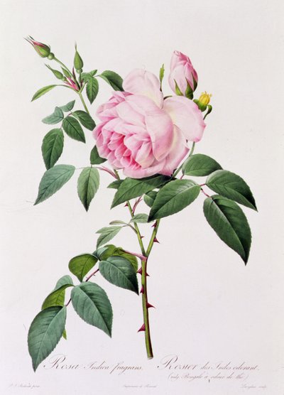 Rosa Indica Fragans von Pierre Joseph Redouté