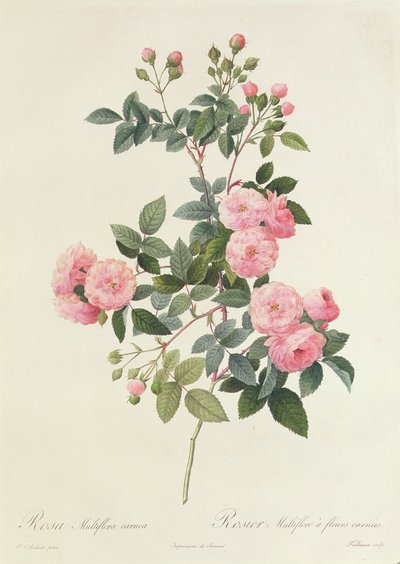 Rosa Multiflora Carnea von Pierre Joseph Redouté