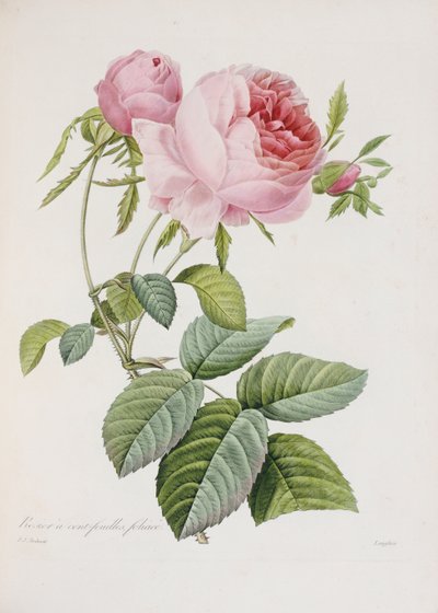 Rose, graviert von Eustache Hyacinthe Langlois von Pierre Joseph Redouté