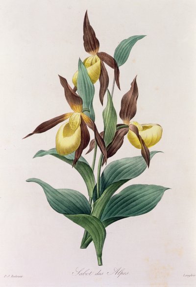 Alpen-Sabot von Pierre Joseph Redouté