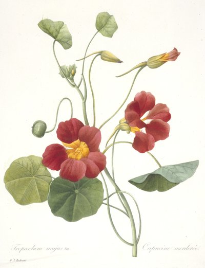 Tropaeolum majus (Kapuzinerkresse), 1827 von Pierre Joseph Redouté