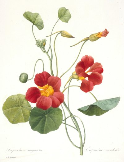 Tropaeolum majus Garten-Kapuzinerkresse, 1827 von Pierre Joseph Redouté