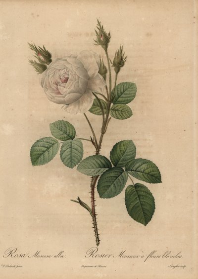 Weiße Kohlrose, Rosa muscosa alba von Pierre Joseph Redouté