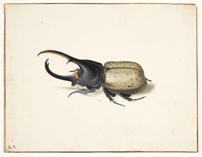 Ein Herkuleskäfer (Dynastes hercules) von Pieter Holsteijn