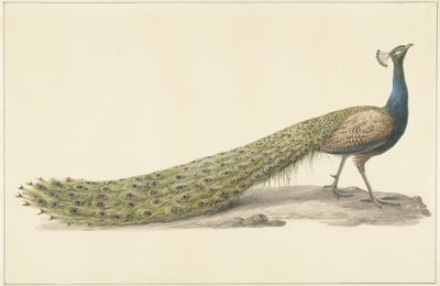 Blauer Pfau von Pieter Pietersz. Barbiers