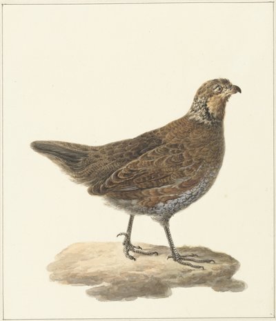 Bobwhite (Colinus virginianus) von Pieter Pietersz. Barbiers