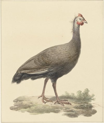 Helmperlhuhn von Pieter Pietersz. Barbiers
