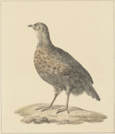 Rebhuhn (?) von Pieter Pietersz. Barbiers