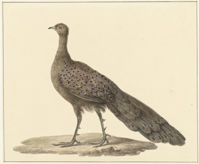 Spiegelpfau von Pieter Pietersz. Barbiers