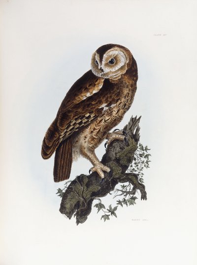 Waldkauz, 1841 von Prideaux John Selby