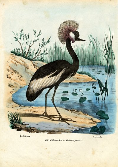 Schwarzkronenkranich, 1863-79 von Raimundo Petraroja