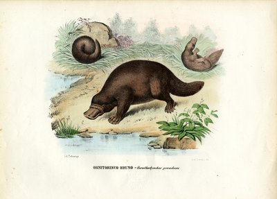 Schnabeltier, 1863-79 von Raimundo Petraroja