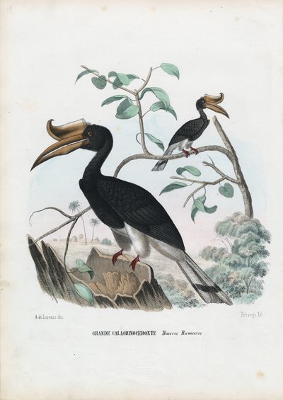 Großer Nashornvogel, 1863-79 von Raimundo Petraroja