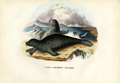 Hafenrobbe, 1863-79 von Raimundo Petraroja