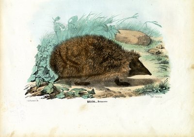 Igel, 1863-79 von Raimundo Petraroja