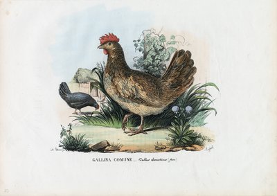 Henne, 1863-79 von Raimundo Petraroja