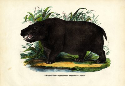 Nilpferd, 1863-79 von Raimundo Petraroja