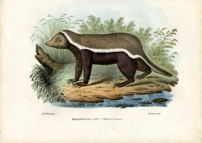 Honigdachs, 1863-79 von Raimundo Petraroja