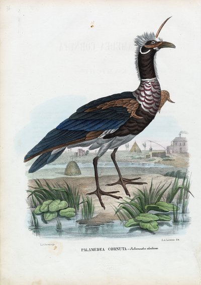 Hornschreier, 1863-79 von Raimundo Petraroja