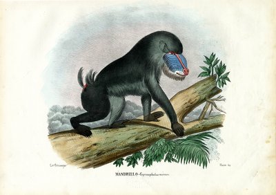 Mandrill, 1863-79 von Raimundo Petraroja
