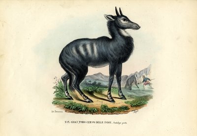 Nilgai von Raimundo Petraroja