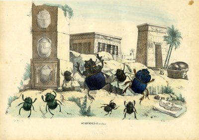 Skarabäuskäfer, 1863-79 von Raimundo Petraroja