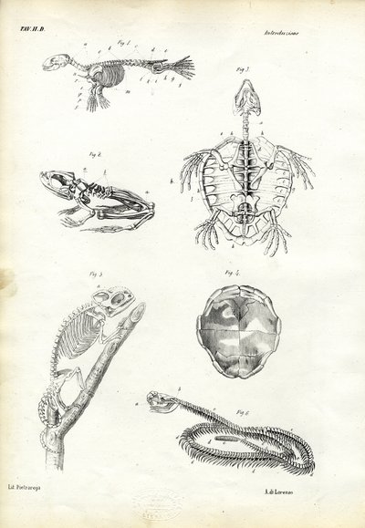 Schildkröte, 1863-79 von Raimundo Petraroja