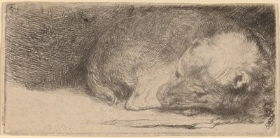 Schlafender Welpe von Rembrandt van Rijn