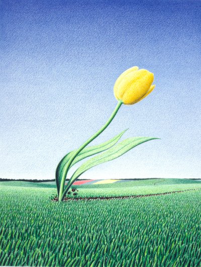 Schnelle Tulpe von Rene Boin