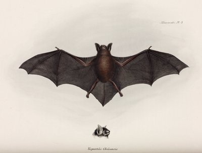 Fledermaus, Südamerika, ca. 1832-1836 von John Pardon