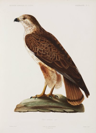 Falke, Algerien von John Pardon