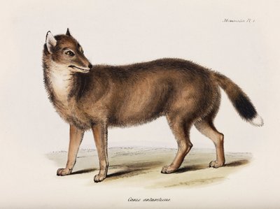 Fuchs, Falklandinseln, ca. 1832-1836 von John Pardon