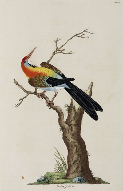 Pirol von John Pardon