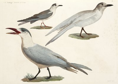 Seeschwalben und Möwen, Ägypten von John Pardon