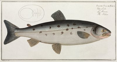 Der Lachs von John Pardon