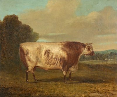 Ein Stier, 1862 von Richard Whitford