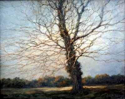 Sonnenbeschienener Baum von Richard Willis