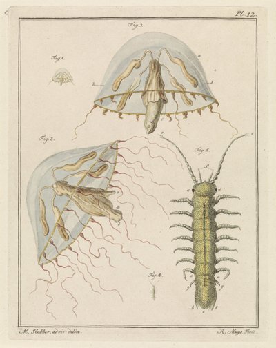 Leptomeduse und ein Brackwasserassel von Robbert Muys