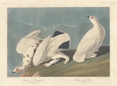 Amerikanisches Schneehuhn und Weißschwanz-Schneehuhn, 1838 von Robert Havell