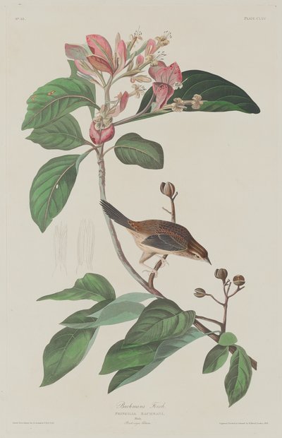 Bachmans Fink von Robert Havell
