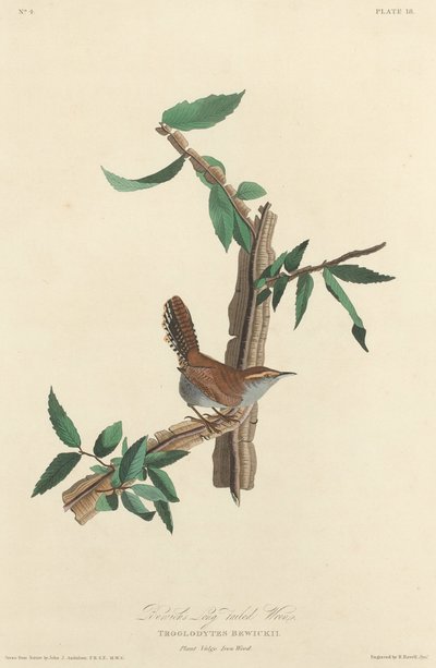 Bewicks Langschwanz-Zaunkönig, 1827 von Robert Havell