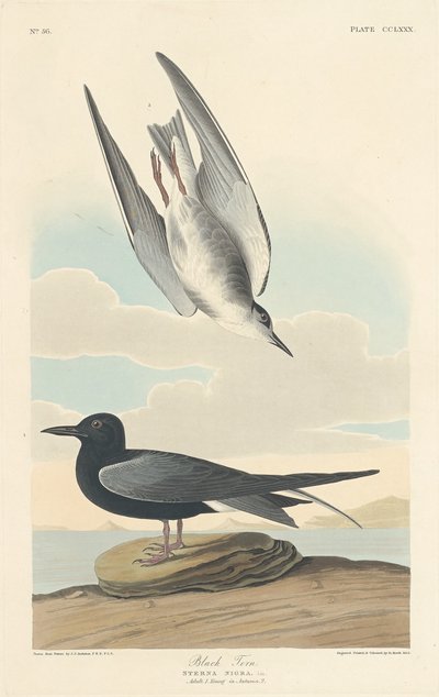 Schwarze Seeschwalbe von Robert Havell