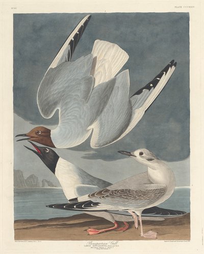 Bonapartemöwe (1836) von Robert Havell