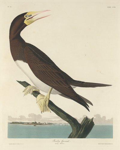Tölpel, 1834 von Robert Havell