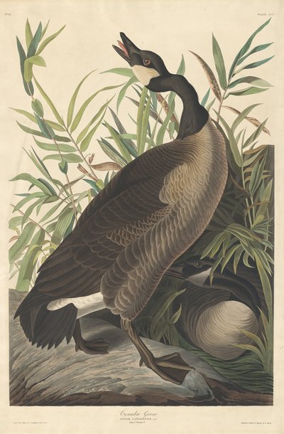 Kanadagans, 1834 von Robert Havell