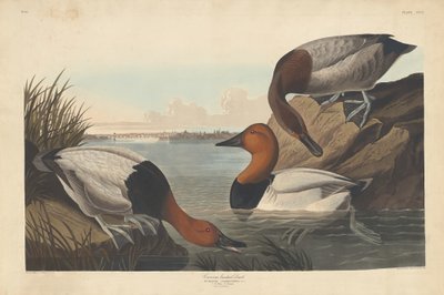 Rückenente, 1836 von Robert Havell