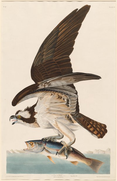 Fischadler, 1830 von Robert Havell
