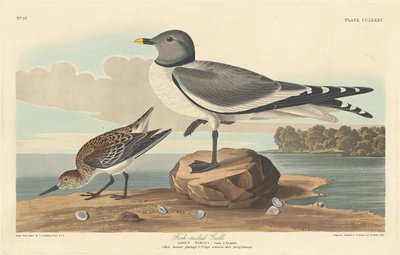 Gabelschwanzmöwe, 1835 von Robert Havell