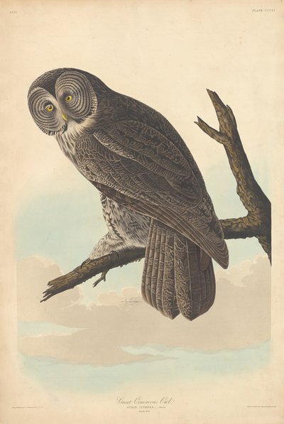 Große Graueule von Robert Havell
